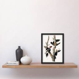 Artery8 John James Audubon Framed Wall Art Print Ivory Billed Woodpecker in White - Size: A4 - thumbnail 2