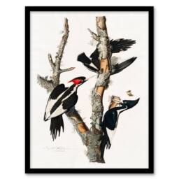 Artery8 John James Audubon Framed Wall Art Print Ivory Billed Woodpecker in White - Size: A4 - thumbnail 1