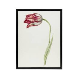 "Artery8 Pink Tulip Flower Drawing Jean Bernard Vintage Framed Canvas Wall Art in White - Size: W12"" x H16""" - thumbnail 1