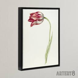 "Artery8 Pink Tulip Flower Drawing Jean Bernard Vintage Framed Canvas Wall Art in White - Size: W12"" x H16""" - thumbnail 2