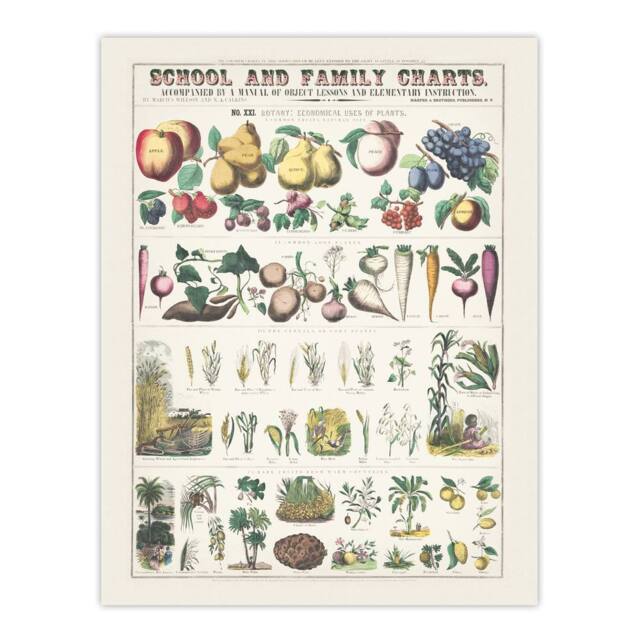 "Artery8 School & family chart No XXI Calkins Wall Art Poster Print in White - Size: W18"" x H24""" - image 1