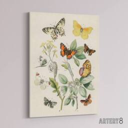 "Artery8 Butterflies Moths Caterpillars Kirby Vintage Canvas Wall Art in White - Size: W18"" x H24""" - thumbnail 2