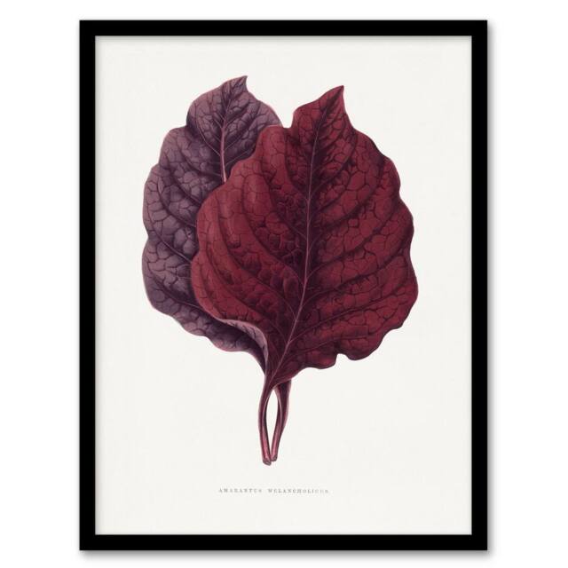 Artery8 AF Lydon Benjamin Fawcett Red Amaranth Leaf Framed Wall Art Print in White - Size: A4 - image 1