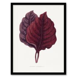 Artery8 AF Lydon Benjamin Fawcett Red Amaranth Leaf Framed Wall Art Print in White - Size: A4 - thumbnail 1