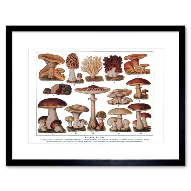 "Artery8 Edible Fungi Mushrooms Scientific Plant 12x16"" Framed Wall Art in Brown - Size: W12"" x H16""" - image 1