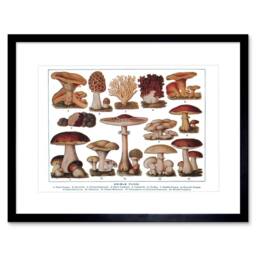 "Artery8 Edible Fungi Mushrooms Scientific Plant 12x16"" Framed Wall Art in Brown - Size: W12"" x H16""" - thumbnail 1