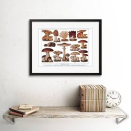 "Artery8 Edible Fungi Mushrooms Scientific Plant 12x16"" Framed Wall Art in Brown - Size: W12"" x H16""" - thumbnail 2