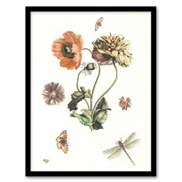 Artery8 Poppies Butterflies & Dragonfly Teyler Framed Wall Art Print in White - Size: A4 - image 1