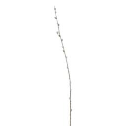 Hill Interiors Faux Pussy Willow Branch in Brown - thumbnail 2