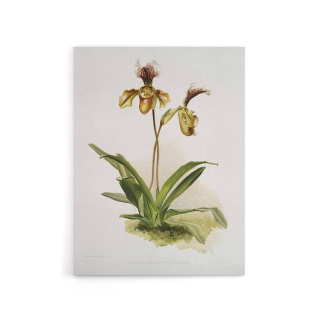 "Artery8 Frederick Sander Cypripedium Calypso Orchid Flowers Canvas Art Print - Size: W12"" x H16""" - image 1