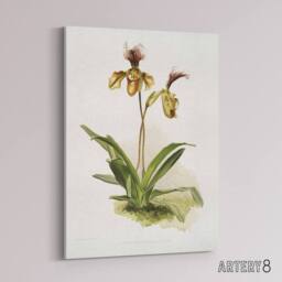 "Artery8 Frederick Sander Cypripedium Calypso Orchid Flowers Canvas Art Print - Size: W12"" x H16""" - thumbnail 2
