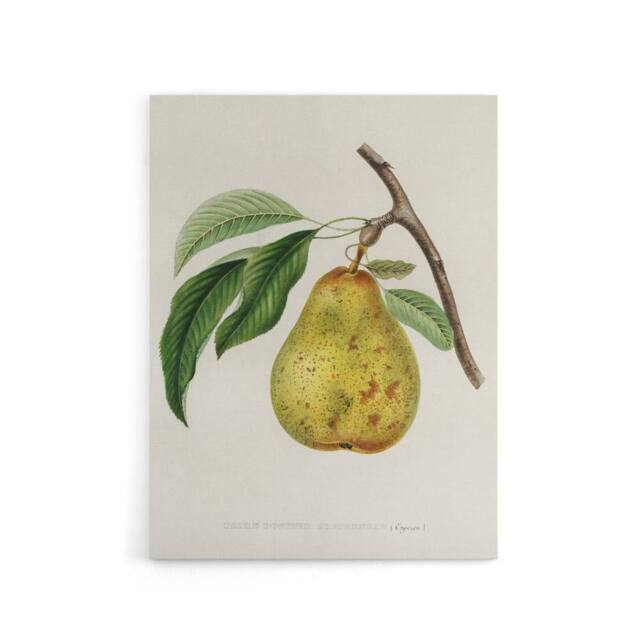 "Artery8 Illustration of a Pear Jacob Sturm Vintage Canvas Wall Art in White - Size: W18"" x H24""" - image 1