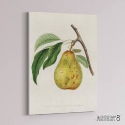 "Artery8 Illustration of a Pear Jacob Sturm Vintage Canvas Wall Art in White - Size: W18"" x H24""" - thumbnail 2