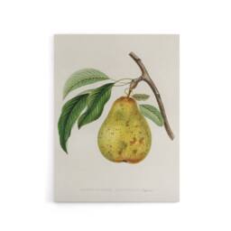 "Artery8 Illustration of a Pear Jacob Sturm Vintage Canvas Wall Art in White - Size: W18"" x H24""" - thumbnail 1