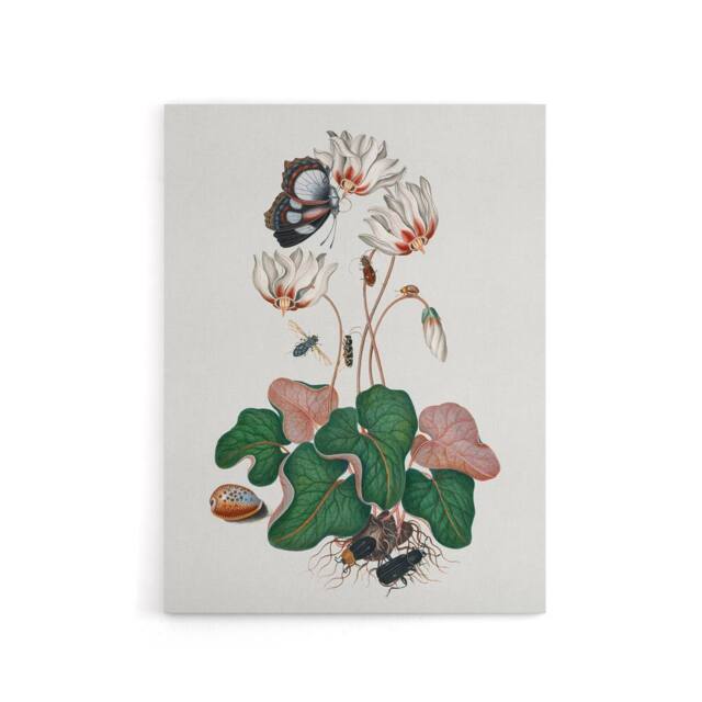 "Artery8 Cyclamen Butterfly Beetles & Shell Bolton Canvas Wall Art in White - Size: W18"" x H24""" - image 1