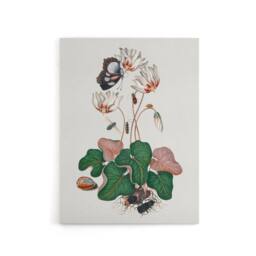 "Artery8 Cyclamen Butterfly Beetles & Shell Bolton Canvas Wall Art in White - Size: W18"" x H24""" - thumbnail 1