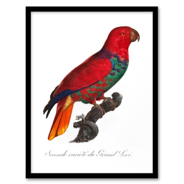 Artery8 Francois Levaillant Framed Wall Art Print The Eclectus Parrot in White - Size: A4 - image 1