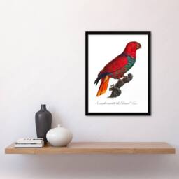 Artery8 Francois Levaillant Framed Wall Art Print The Eclectus Parrot in White - Size: A4 - thumbnail 2