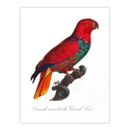 Artery8 Francois Levaillant Framed Wall Art Print The Eclectus Parrot in White - Size: A4 - thumbnail 3