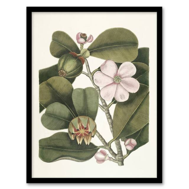 Artery8 Balsam Tree Flower Vintage Botanical Catesby Framed Wall Art Print in Green - Size: A4 - image 1