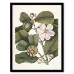 Artery8 Balsam Tree Flower Vintage Botanical Catesby Framed Wall Art Print in Green - Size: A4 - thumbnail 1