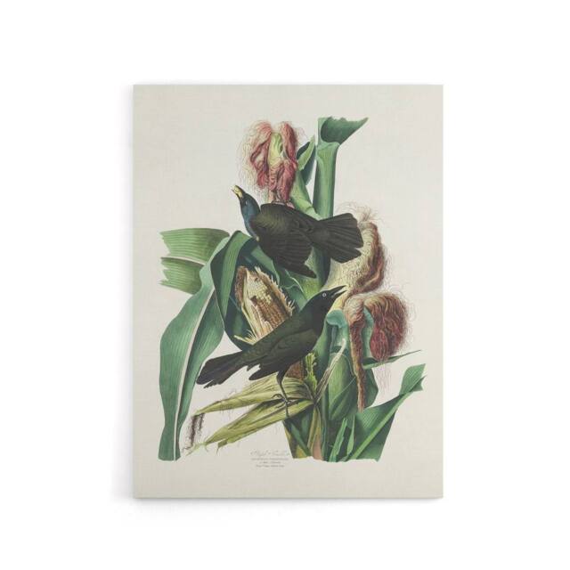 "Artery8 Purple Grackle Crow Blackbird Audubon Nature Canvas Wall Art in White - Size: W24"" x H32""" - image 1