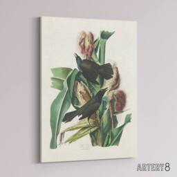 "Artery8 Purple Grackle Crow Blackbird Audubon Nature Canvas Wall Art in White - Size: W24"" x H32""" - thumbnail 2