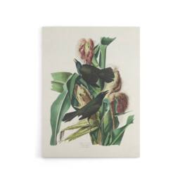 "Artery8 Purple Grackle Crow Blackbird Audubon Nature Canvas Wall Art in White - Size: W24"" x H32""" - thumbnail 1