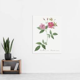 "Artery8 Hudson Rosehip Botanical Redoute Vintage Wall Art Print Poster in White - Size: W12"" x H16""" - thumbnail 4