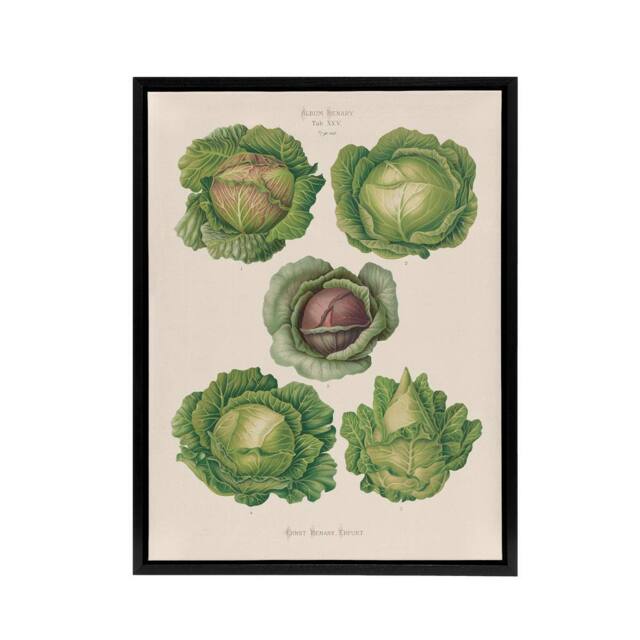 "Artery8 Cabbages Botanical Kitchen Ernst Benary Framed Canvas Wall Art Print in White - Size: W24"" x H32""" - image 1