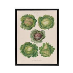 "Artery8 Cabbages Botanical Kitchen Ernst Benary Framed Canvas Wall Art Print in White - Size: W24"" x H32""" - thumbnail 1