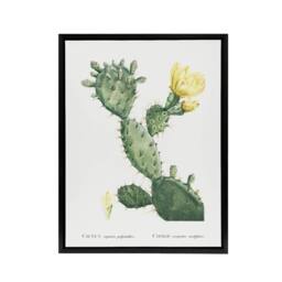 "Artery8 Opuntia Polyanthos Cactus Redoute Vintage Black Framed Canvas Wall Art in White - Size: W12"" x H16""" - thumbnail 1