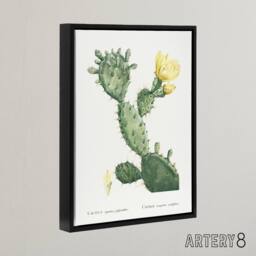 "Artery8 Opuntia Polyanthos Cactus Redoute Vintage Black Framed Canvas Wall Art in White - Size: W12"" x H16""" - thumbnail 2
