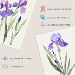 "Wee Blue Coo Set of 3 Prints Watercolour Iris Floral Flowers Purple Wall Art - Size: W12"" x H16""" - thumbnail 4
