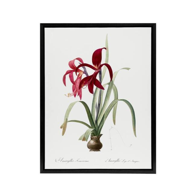 "Artery8 Aztec Lily Botanical Redoute Vintage Black Framed Canvas Wall Art in White - Size: W12"" x H16""" - image 1