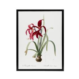 "Artery8 Aztec Lily Botanical Redoute Vintage Black Framed Canvas Wall Art in White - Size: W12"" x H16""" - thumbnail 1