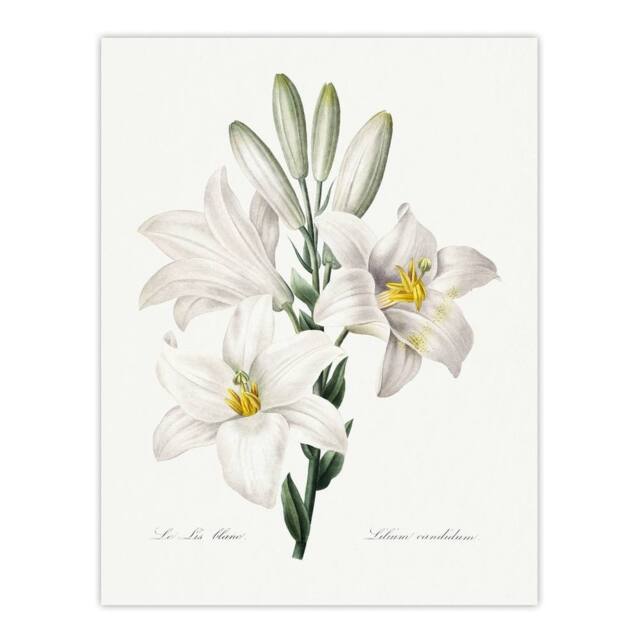 "Artery8 White Lily Botanical Redoute Vintage Wall Art Print Poster - Size: W18"" x H24""" - image 1