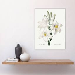 "Artery8 White Lily Botanical Redoute Vintage Wall Art Print Poster - Size: W18"" x H24""" - thumbnail 4
