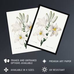 "Artery8 White Lily Botanical Redoute Vintage Wall Art Print Poster - Size: W18"" x H24""" - thumbnail 2