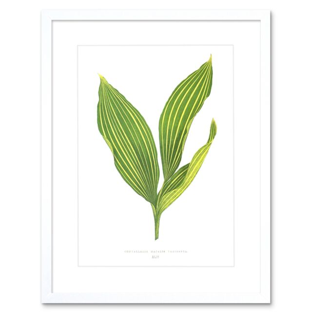 "Artery8 Wall Art Print Leaf Convallaria Majalis Variegata Art Framed 9x7 inch in White - Size: W7"" x H9""" - image 1