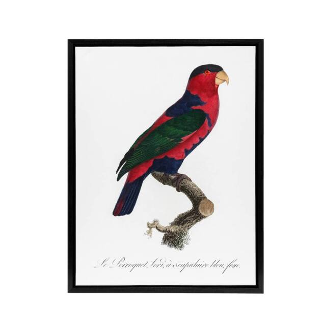 "Artery8 The Black Capped Lory Parrot Levaillant Framed Canvas Wall Art Print in White - Size: W12"" x H16""" - image 1