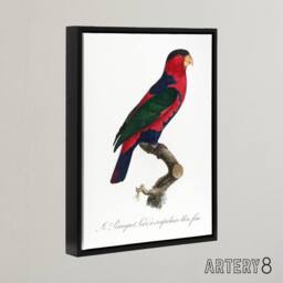 "Artery8 The Black Capped Lory Parrot Levaillant Framed Canvas Wall Art Print in White - Size: W12"" x H16""" - thumbnail 2