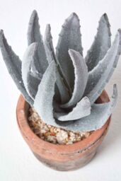 Homescapes Aloe Vera Artificial Succulent in Decorative Rustic Terracotta Pot in Green - thumbnail 2