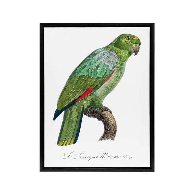 "Artery8 The Southern Mealy Amazon Parrot Levaillant Framed Canvas Wall Art in White - Size: W12"" x H16""" - image 1
