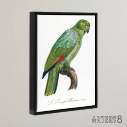 "Artery8 The Southern Mealy Amazon Parrot Levaillant Framed Canvas Wall Art in White - Size: W12"" x H16""" - thumbnail 2