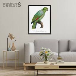 "Artery8 The Southern Mealy Amazon Parrot Levaillant Framed Canvas Wall Art in White - Size: W12"" x H16""" - thumbnail 3