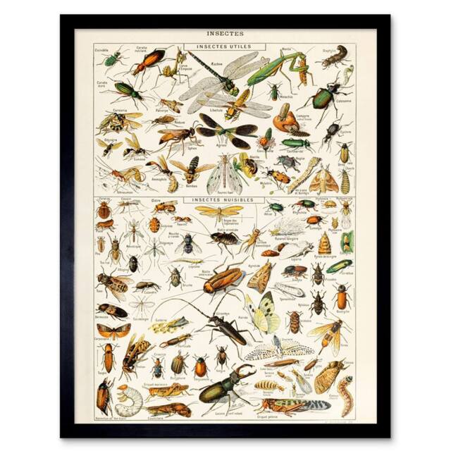 "Artery8 Millot Encyclopedia Page Insects Dragonfly 12x16"" Framed Art Print - Size: W12"" x H16""" - image 1