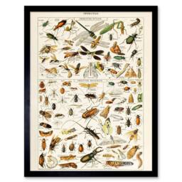 "Artery8 Millot Encyclopedia Page Insects Dragonfly 12x16"" Framed Art Print - Size: W12"" x H16""" - thumbnail 1