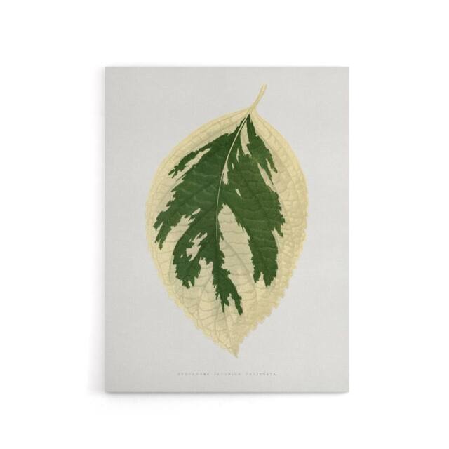 "Artery8 AF Lydon B Fawcett Hydrangea Japonica Variegata Leaf Canvas Art Print in White - Size: W12"" x H16""" - image 1