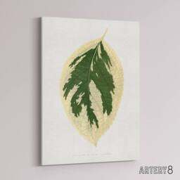"Artery8 AF Lydon B Fawcett Hydrangea Japonica Variegata Leaf Canvas Art Print in White - Size: W12"" x H16""" - thumbnail 2